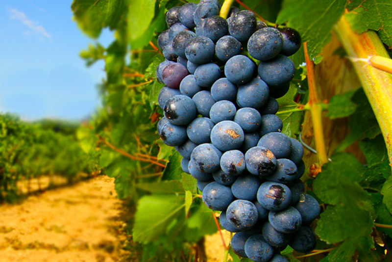 Negroamaro: il famoso vino rosso del Salento
