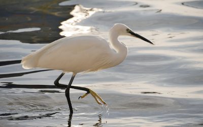 Birdwatching a Porto Cesareo: la Garzetta Bianca