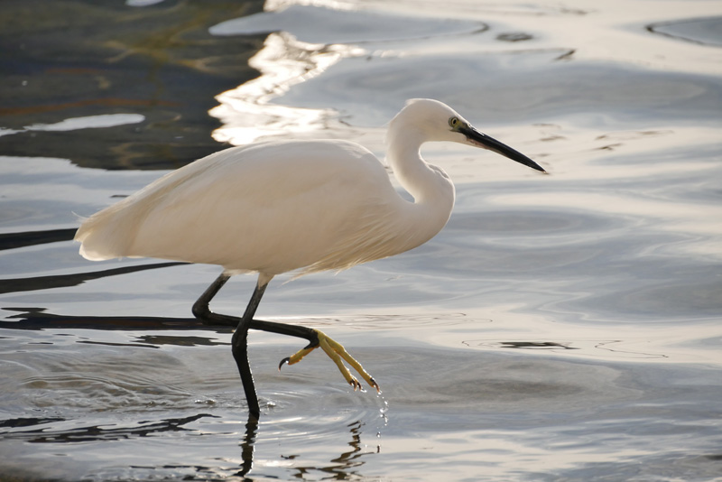 Birdwatching a Porto Cesareo: la Garzetta Bianca